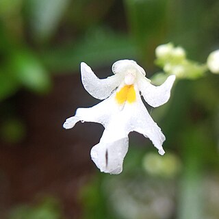 <i>Impatiens stocksii</i> Species of plant