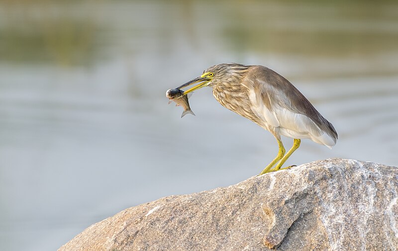 File:Indian Pond Heron, Ameenpur Lake, India.jpg