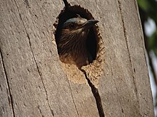 An Indian roller nesting in the hollow of a tree