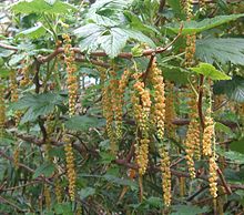 Inflorescencias de Ribes magellanicum.jpg