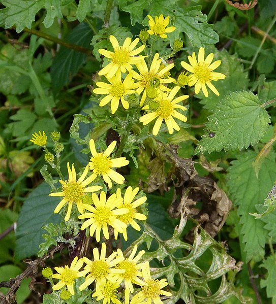 File:Inula vicosa - Flickr - gailhampshire.jpg