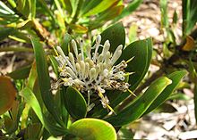 Isopogon fletcheri.jpg