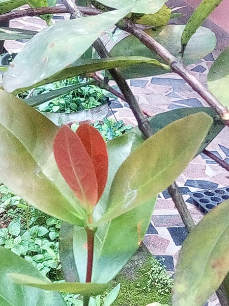 File:Ixora tender leaves 03.jpg