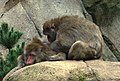 Social grooming in Macaques