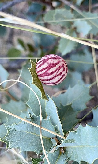 <i>Atrusca capronae</i> North American gall-inducing wasp