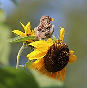 Jong musje op een zonnebloem.jpg