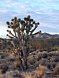 Thumbnail for Wee Thump Joshua Tree Wilderness