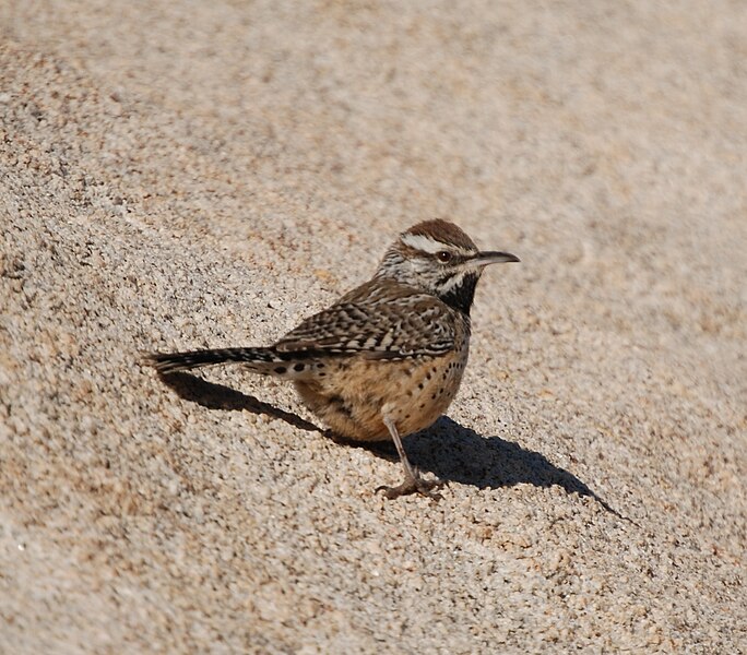 File:Joshua Tree NP - Cactus Wren - 3a.JPG