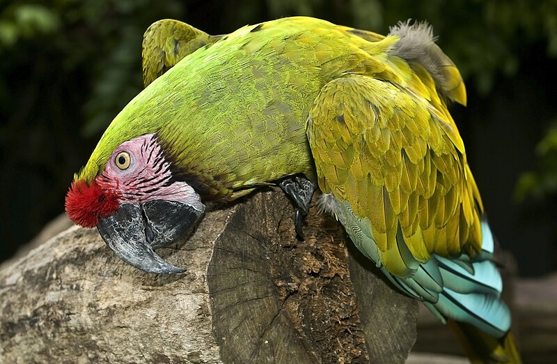 File:Jurong Singapore Bird Park (2939959104).jpg