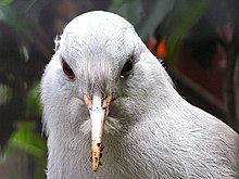 The kagu possesses 'nasal corns', structures covering its nostrils, which are a feature not shared by any other bird. This bird is a juvenile, lacking the brightly coloured bill of the adult. Juvenile kagu.jpg