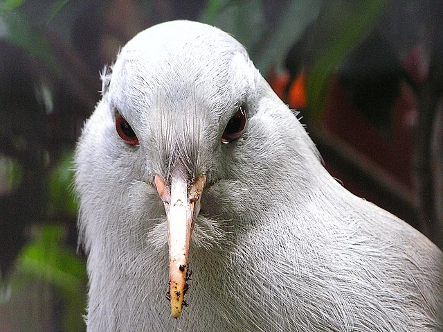 The kagu possesses 'nasal corns', structures covering its nostrils, which are a feature not shared by any other bird. This bird is a juvenile, lacking