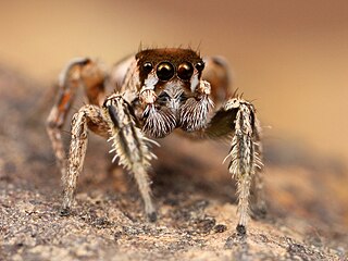 <i>Habronattus dossenus</i> Species of spider