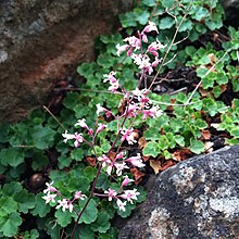 Kaldari Heuchera brevistaminea 01.jpg