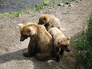 Katmai Sow and Cubs.JPG