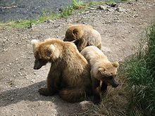 220px Katmai Sow and Cubs