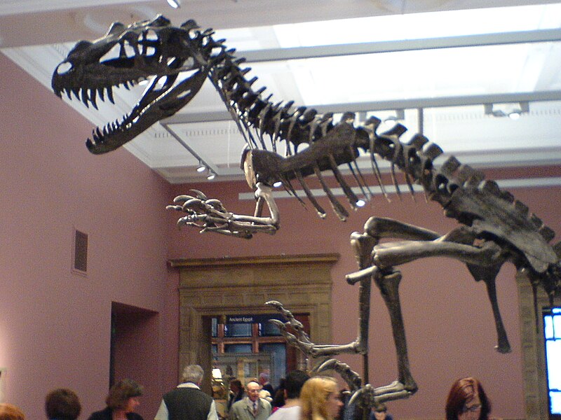 File:Kelvingrove Art Gallery Ceratosaurus.jpg