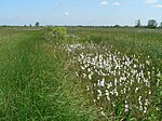 Naturschutzgebiet Kirchwerder Wiesen