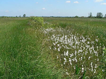 KirchwerderWiesen Niedermoorgraben