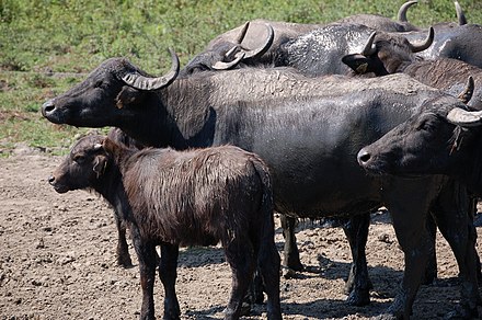 Buffalo Reserve in Káptalanpuszta, Zalakomár