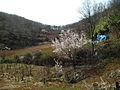 Korea-Samcheok-Rural scenery in spring-01.jpg