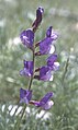 Vicia onobrychioides