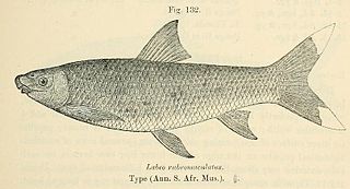 <span class="mw-page-title-main">Tugela labeo</span> Species of fish