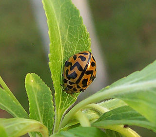 <i>Cleobora</i> Species of beetle