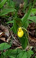 Cypripedium parviflorum var. pubescens USA - Pennsylvania