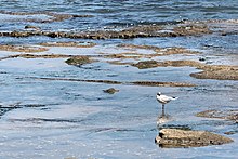 Larus maculipennis.jpg