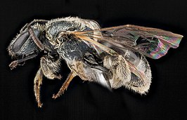 Lasioglossum laevissimum