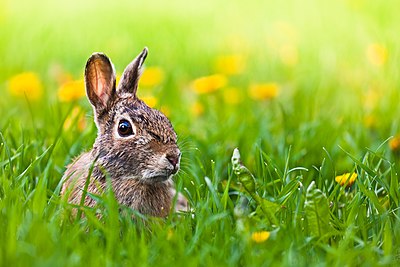 Wild Rabbit at Work on Tuesday