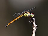 Female viewed from the side