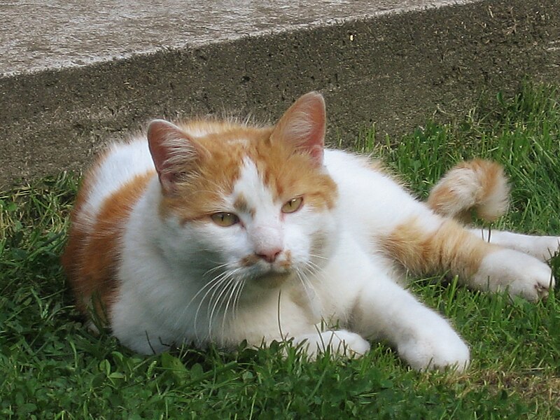 File:Le chat Bingo.jpg