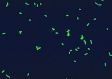 Legionella pneumophila à Immunofluorescence