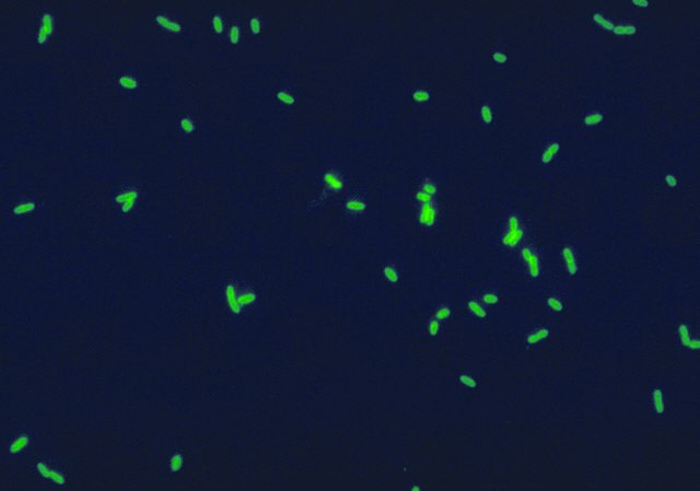  Legionella pneumophila à Immunofluorescence