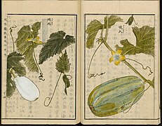 Leiden University Library - Seikei Zusetsu vol. 27, page 014 - 瓞瓝 - Cucumis melo L. - 晩瓜 - idem, 1804.jpg