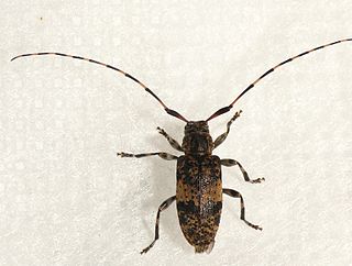 <i>Leiopus linnei</i> Species of beetle