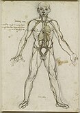 Egyik korai anatómiai rajza az érrendszerről és a hozzájuk kapcsolódó főbb szervekről (1485-1490 körül) [megj. 3]