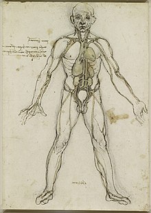 Dessin d'un homme debout, vu de face, en pied, dont son représentés en surimpression certains organes et veines.