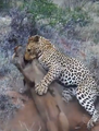 Leopard Kills Warthog in Burrow Latest Wildlife Sightings HD 8.png