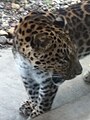 Leopard at Pittsburgh Zoo (2011) 002.JPG