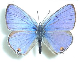 Lepidochrysops patricia