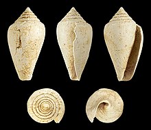 Adı Sosları ifade eden Burdigalian'ın (Leptoconus saucatsensis) fosilleri