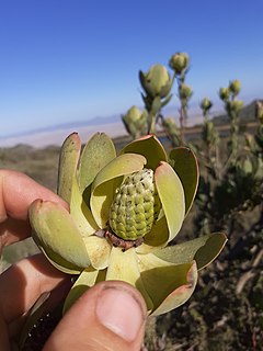 <i>Leucadendron diemontianum</i>