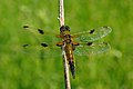 Libellula quadrimaculata ženka