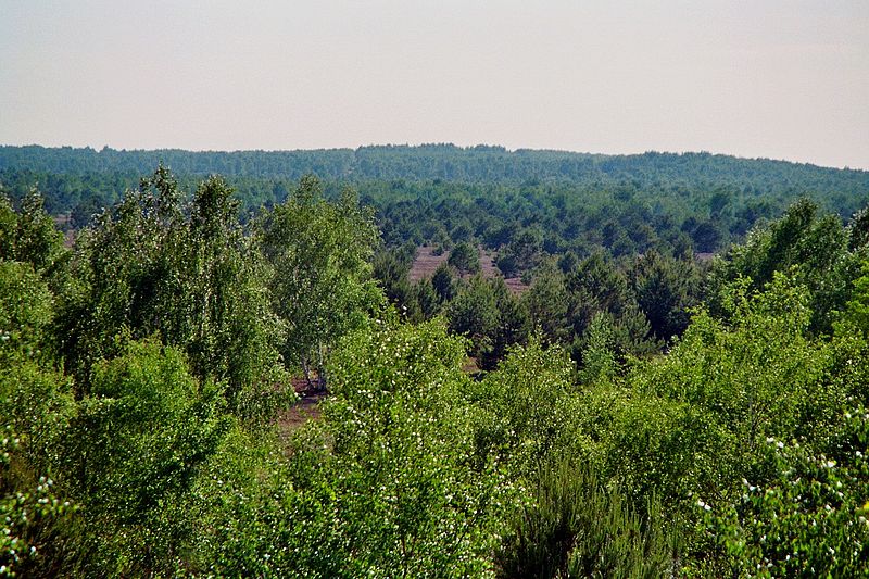 File:Lieberoser Heide 14.jpg