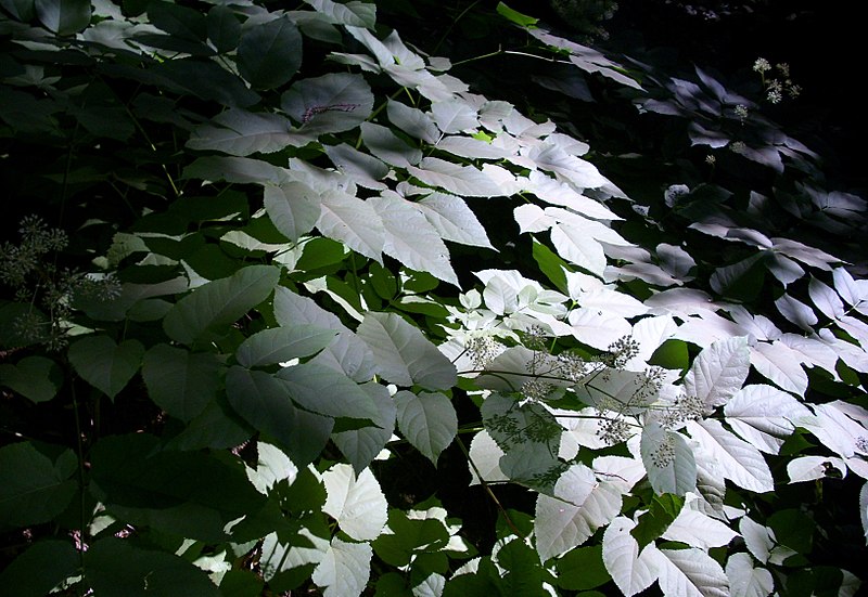 File:Light on Leaves, Muir Forest.JPG