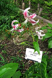 Lilium speciosum variedad clivorum2-2.jpg