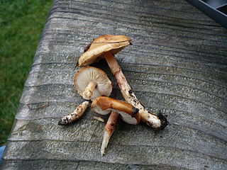 Limacella Genus of fungi