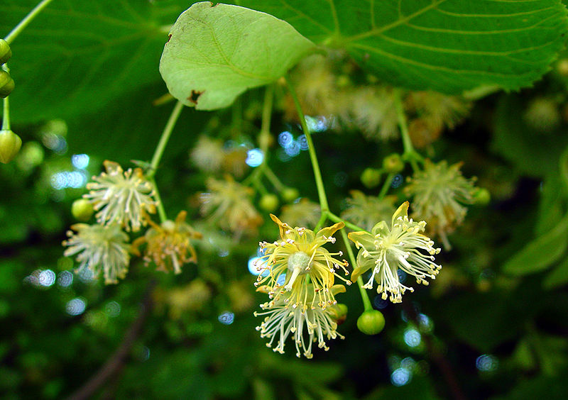 File:Lindenblüten.jpg